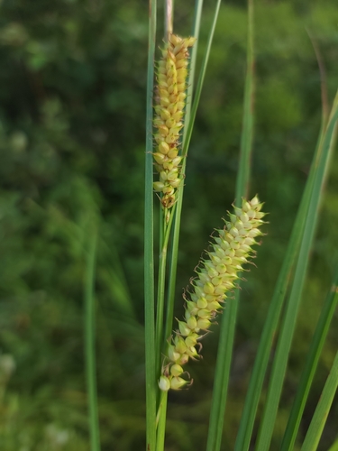 Carex rostrata iNat (3)
