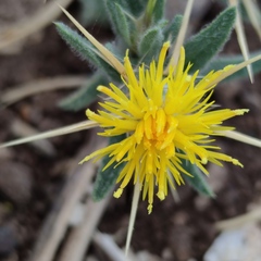 Centaurea hyalolepis