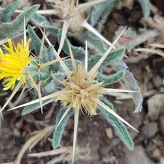 Centaurea hyalolepis