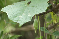 Luffa acutangula