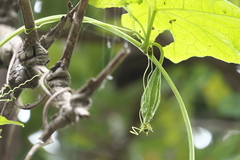 Luffa acutangula