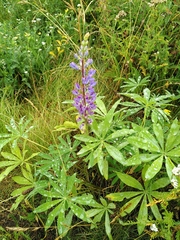 Lupinus polyphyllus