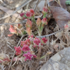 Mesembryanthemum crystallinum