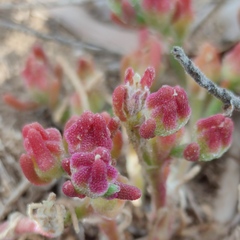 Mesembryanthemum crystallinum