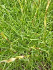 Gypsophila tenuifolia
