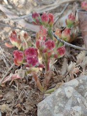 Mesembryanthemum crystallinum