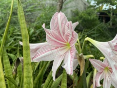 Hippeastrum