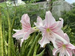 Hippeastrum