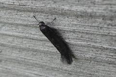 Scythris inspersella
