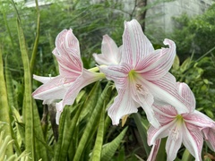 Hippeastrum