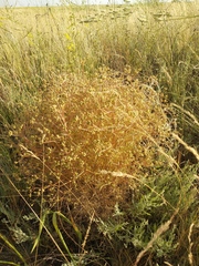 Trinia hispida