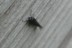 Scythris inspersella