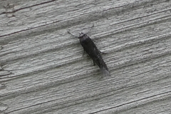 Scythris inspersella