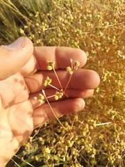 Trinia hispida