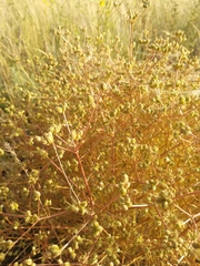 Trinia hispida