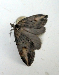 Chesias isabella