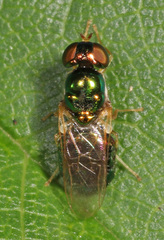 Microchrysa flaviventris