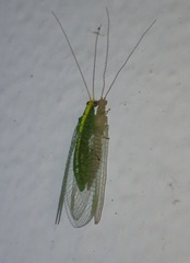 Leucochrysa insularis