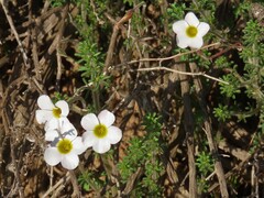 Oxalis viscosa
