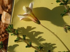 Oxalis viscosa
