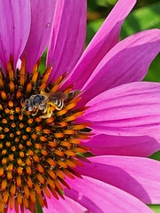 Halictus ligatus