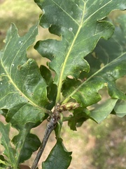 Andricus foecundatrix