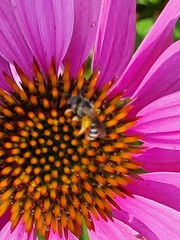 Halictus ligatus
