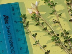 Oxalis viscosa