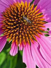 Halictus ligatus
