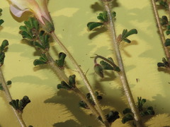 Oxalis viscosa