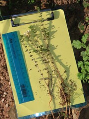 Oxalis viscosa