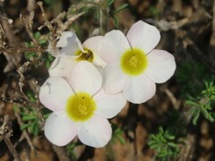 Oxalis viscosa