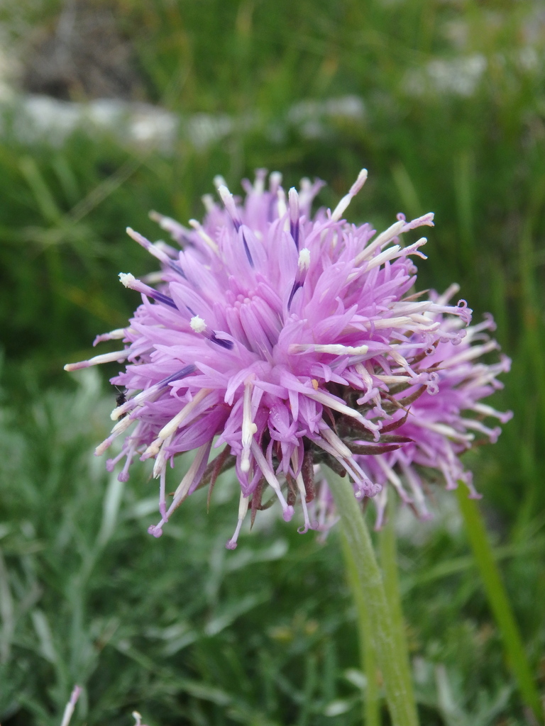 Jurinea pseudoiljinii