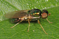 Microchrysa flaviventris