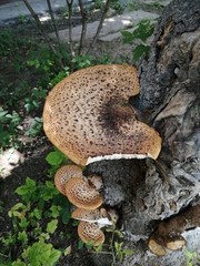 Cerioporus squamosus