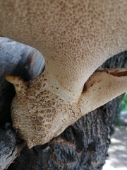 Cerioporus squamosus