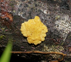 Trichoderma victoriense