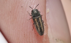 Acmaeodera quadrivittata