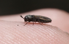 Acmaeodera quadrivittata