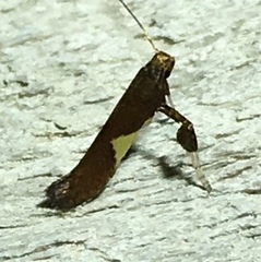 Caloptilia stigmatella