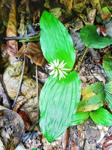 Tropidia angulosa iNat (2)