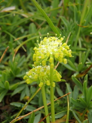 Chamaesciadium acaule