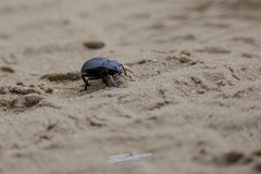 Gonopus