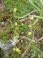 Chamaesciadium acaule