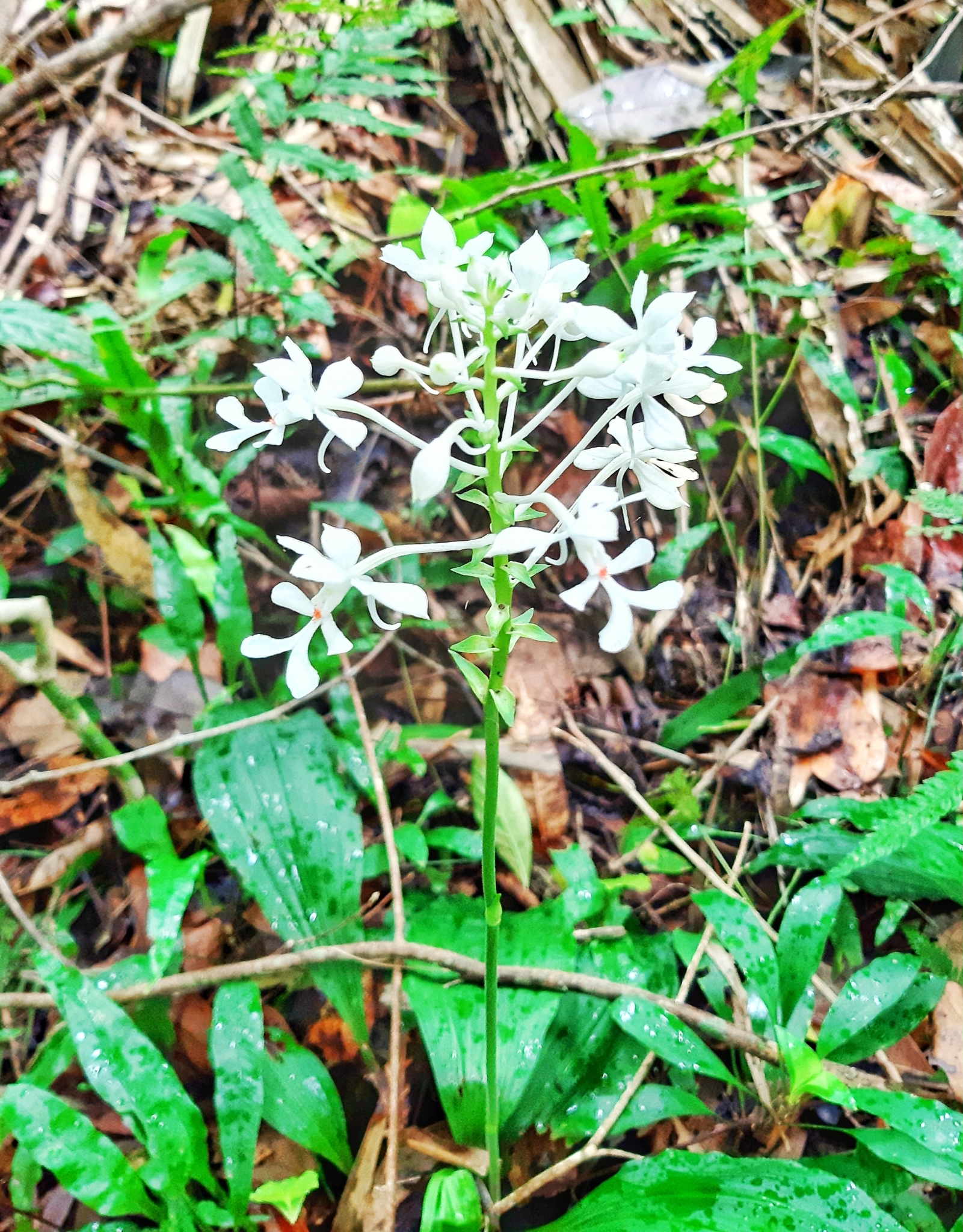 Calanthe triplicata — ảnh 2