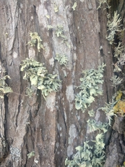 Ramalina canariensis