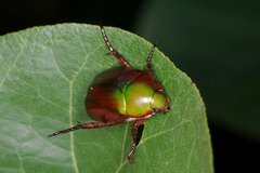 Anomala cupripes
