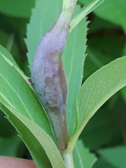 Gnorimoschema jocelynae