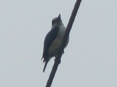 Todiramphus macleayii incinctus