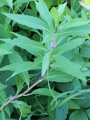 Gnorimoschema jocelynae